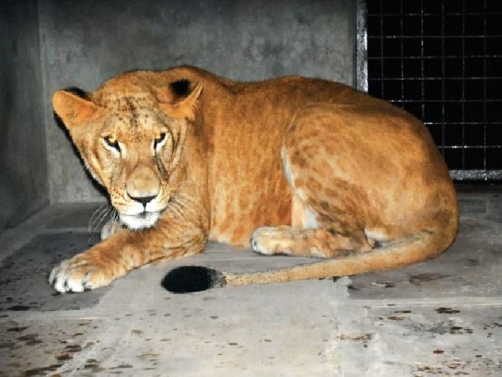 वन विहार नेशनल पार्क में इंदौर से आई गंगा को सिंह बाड़े के पास वाले बाड़े में छोड़ा गया है। - Dainik Bhaskar