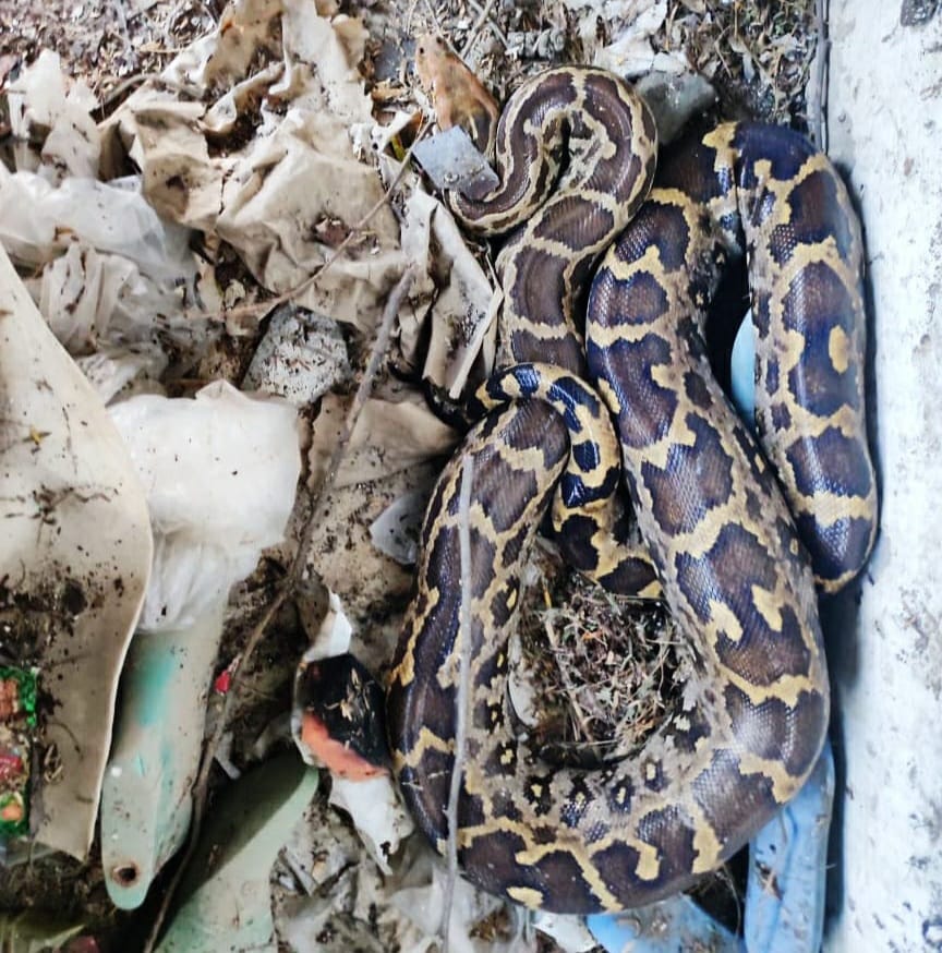 Wildlife SOS rescues pythons weighing over 20 kg in back-to-back ...