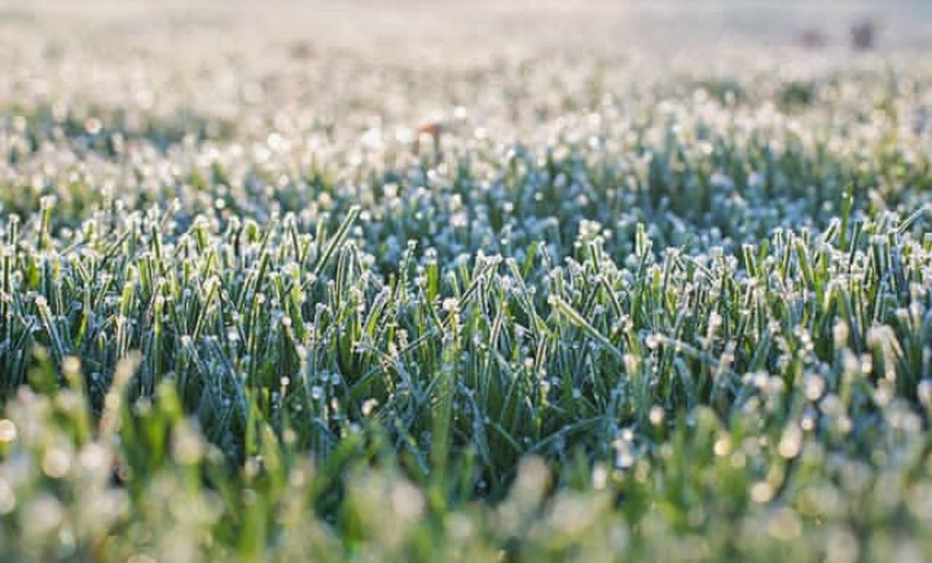 फोटो माउंट के ओरिया गांव का है। यहां घास के मैदान में सुबह बर्फ की चादर बिछ गई।