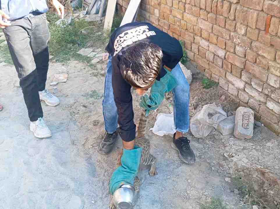 बिल्ली के सिर में फंसा लोटा निकालने में लगे गौरक्षक।