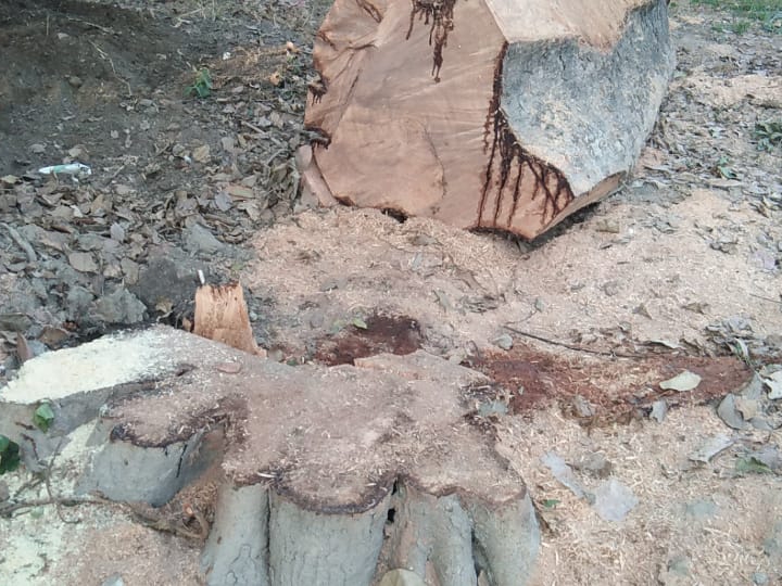 Timber Fail The forest department failed to stop the cutting of timber mafia trees ...