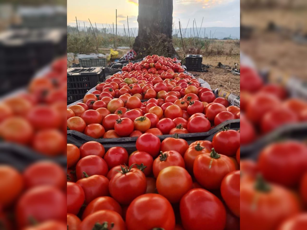 Tomato demand in Jharkhand, Bihar, Odisha and Bengal नहीं घटी डिमांड
