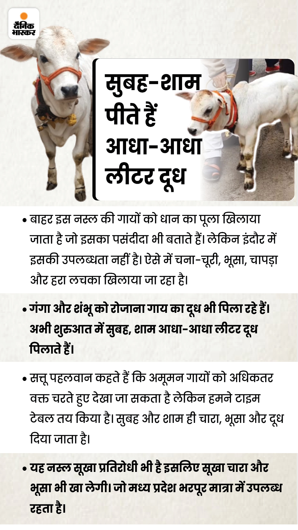 Indore (MP) Punganur Cow Price; Milk Benefits And Uses Indore News