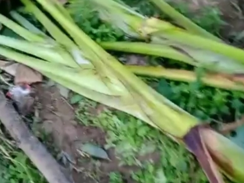 केले की फसल बर्बाद।