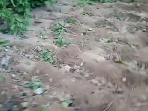 बर्बाद हुई फसल।