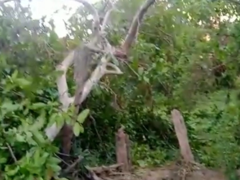 हाथियों ने पौधों को तोड़ा।