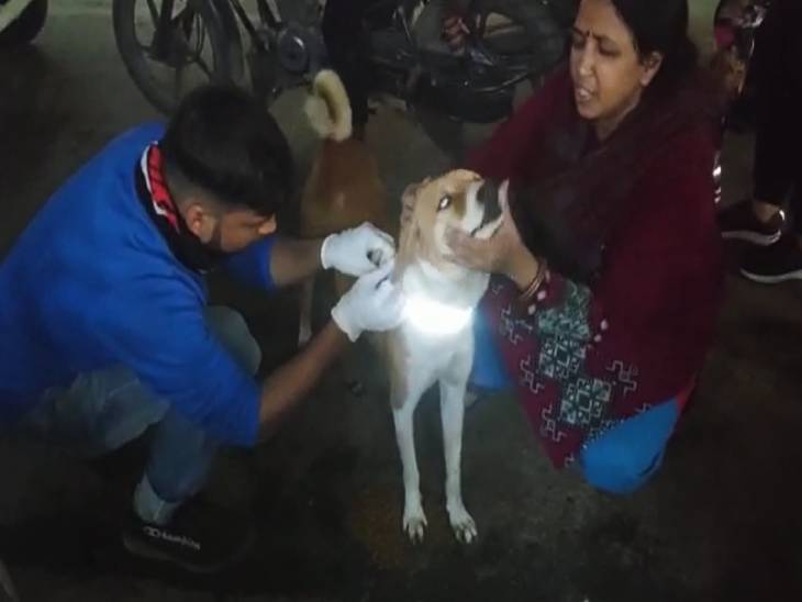 कुत्ते के गले में रिफ्लेक्टिव कॉलर बांधा जा रहा है।
