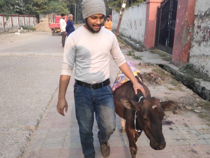 वाराणसी में गाय के बछडे़ के गले में भी कॉलर पहनाया गया है।