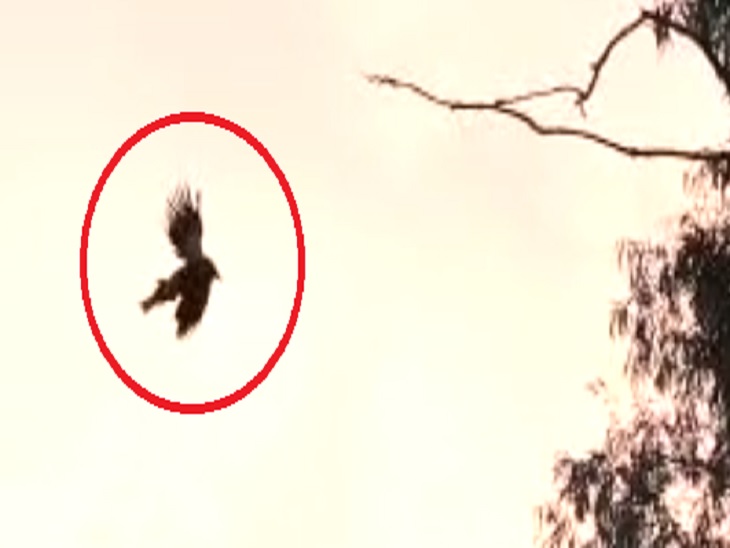 Bird hanging in the sky from the murderer's rope in Ludhiana, police ...