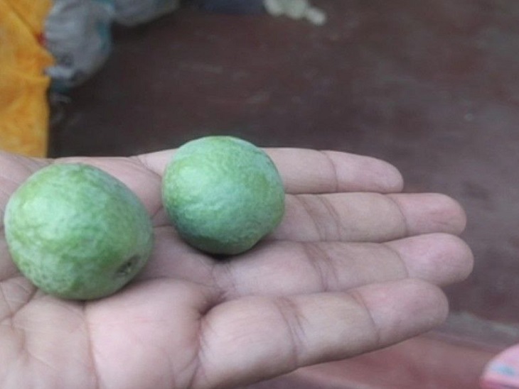 रुद्राक्ष का फल