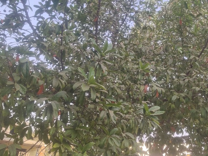 घर में लगा रुद्राक्ष का विशाल पेड़