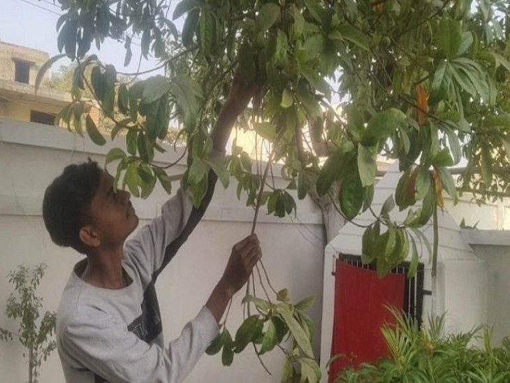 पेड़ पर लगे रुद्राक्ष के फल को दिखाता युवक - Dainik Bhaskar