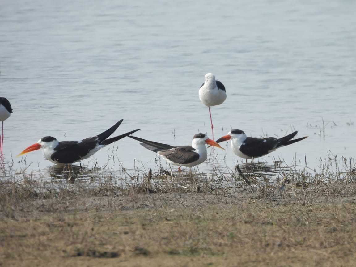 There are only 10,000 endangered Indian skimmers left in the world