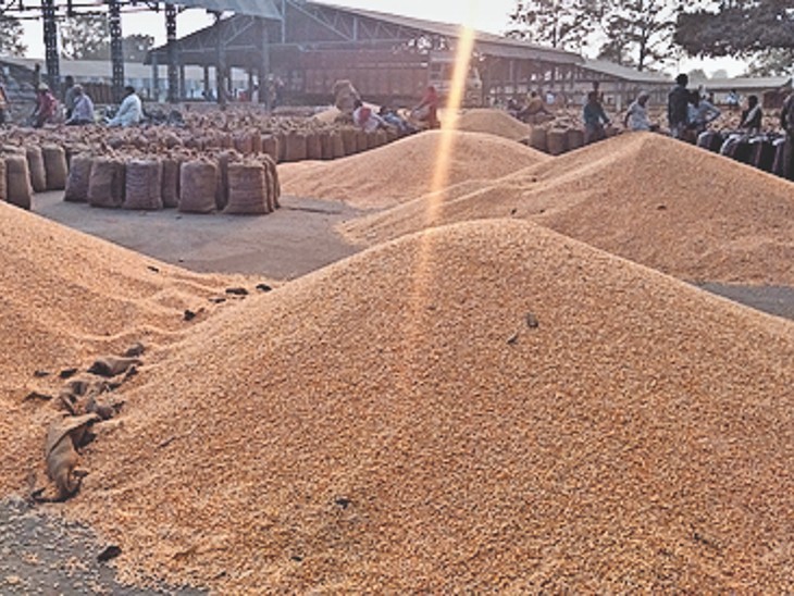 Maize production of 22 quintals per hectare, at number three in Betul