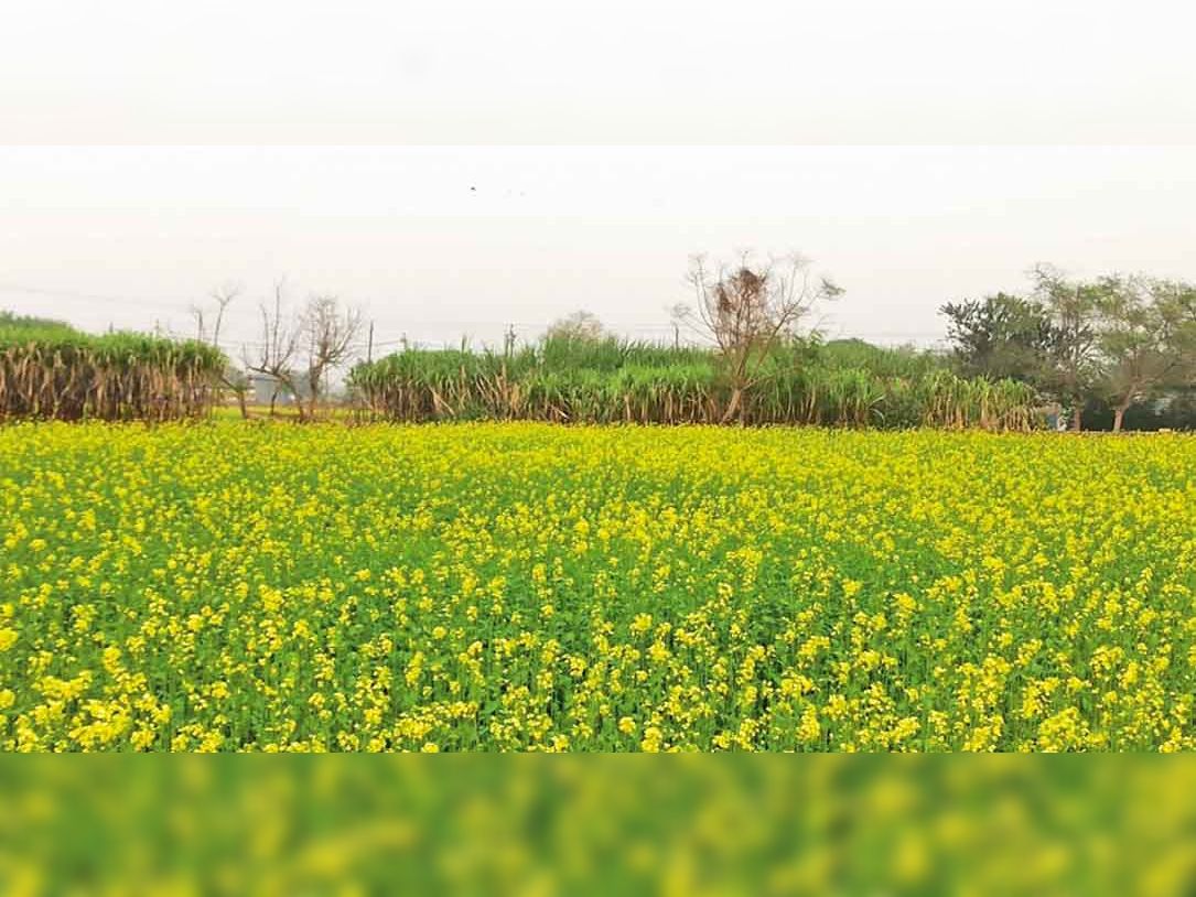 Welcoming spring with yellow mustard flowers, farming in 14 thousand ...