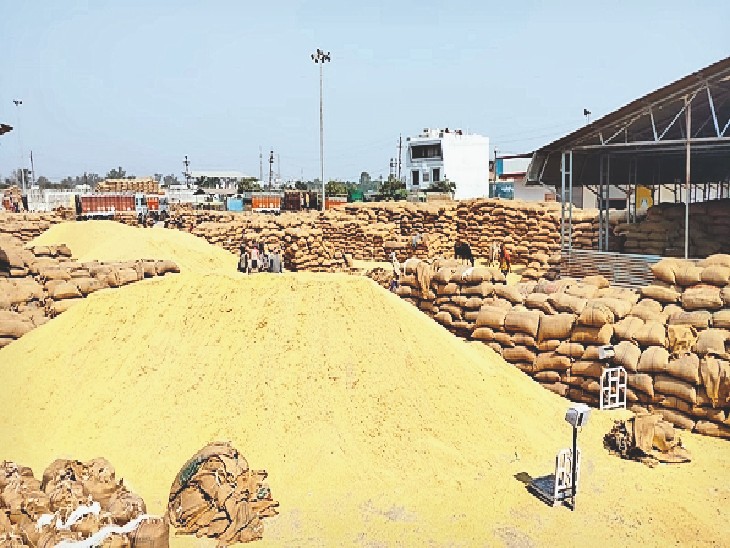 Due to continuous loss in soybean cultivation, the area of paddy