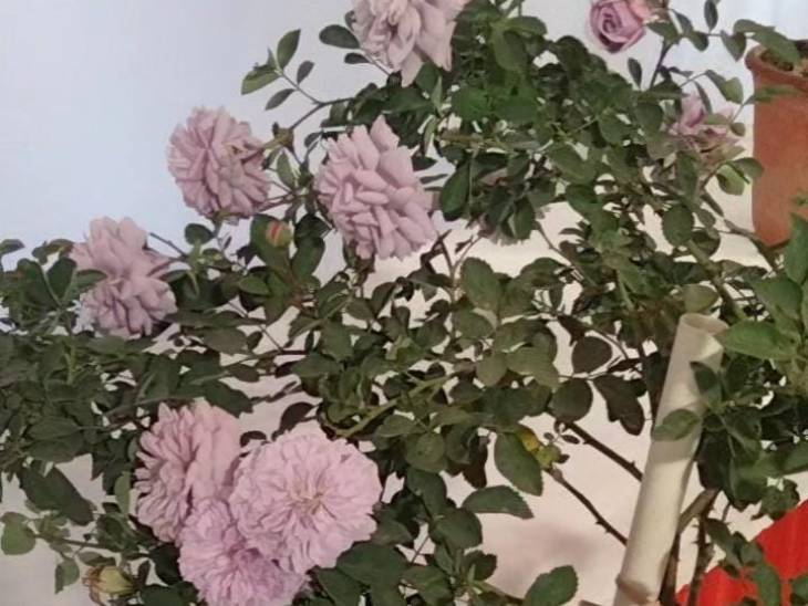 रेनी ब्लू गुलाब।