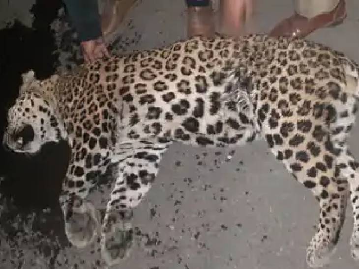Leopard collided with car on Meerut Delhi Expressway, PM will be there ...