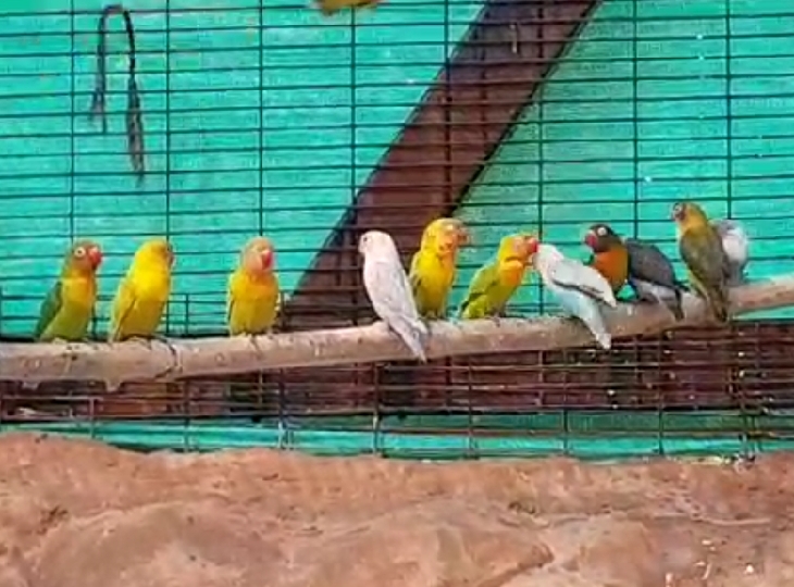 300 पक्षियों को लाया गया है। - Dainik Bhaskar