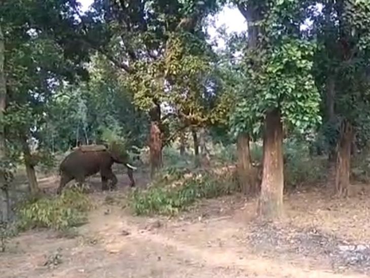 हाथी पर सवार होकर सर्च ऑपरेशन।