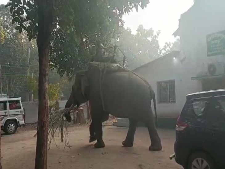 हाथी के साथ निकली टीम।