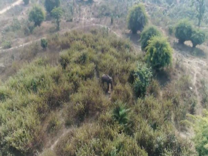 दल से बिछड़ा हाथी। - Dainik Bhaskar