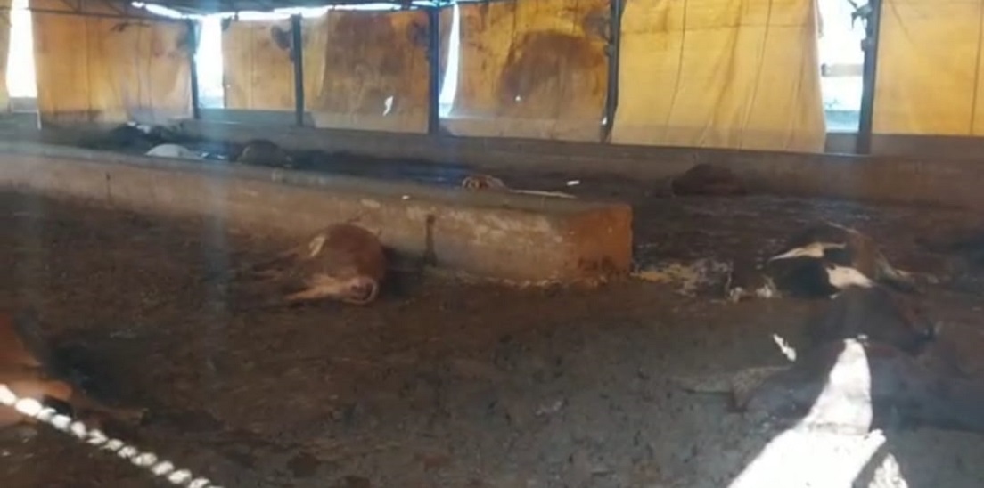 गौशाला में पड़ी मृत गायें।