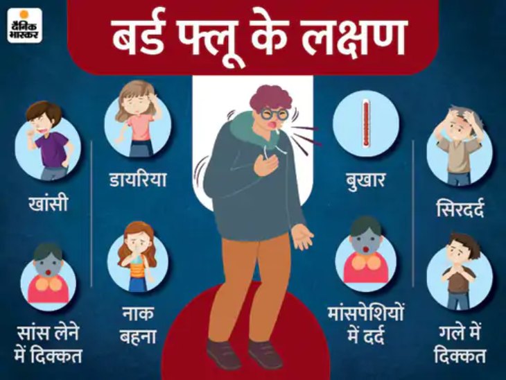 ये हैं बर्ड फ्लू के लक्षण।