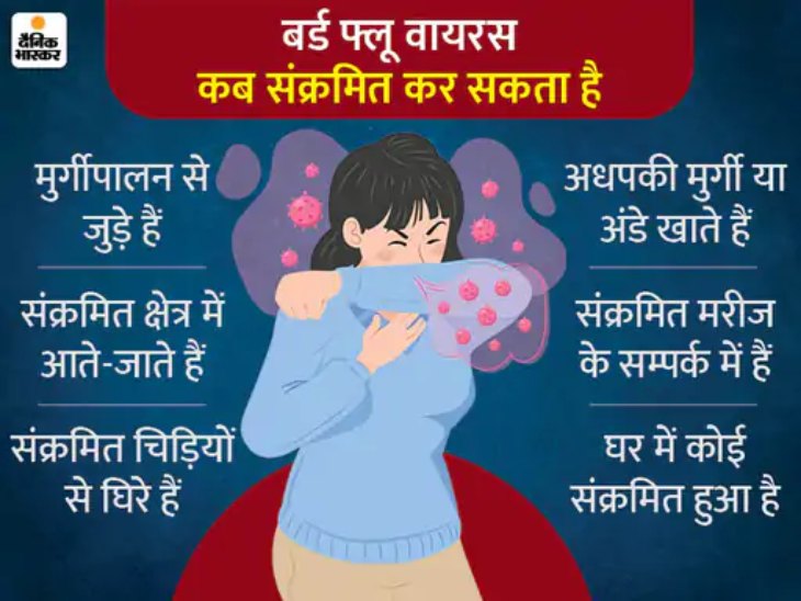 फ्लूबर्ड इस तरह से दिख सकता है।