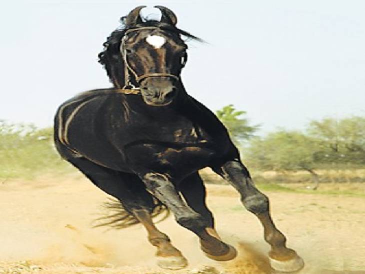 पशुपालन मंत्रालय ने अपना पैमाना (62 इंच तक) में बदलाव नहीं किया है। - Dainik Bhaskar