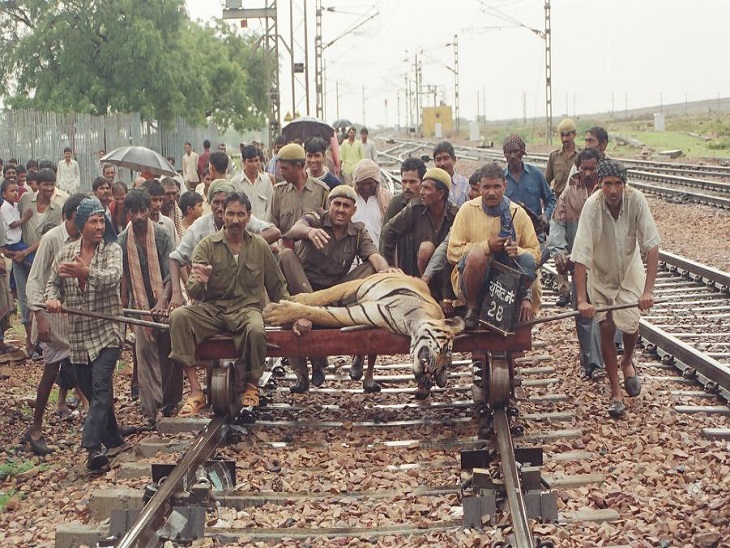 इस बाघ को ब्रोकन टेल टाइगर नाम दिया गया था। यह टाइगर जुलाई-2003 में रणथम्भौर से मूवमेंट करता हुआ मुकुंदरा (कोटा) के जंगलों में पहुंच गया था, जहां 15 जुलाई 2003 को एक ट्रेन से टकरा जाने से इसकी मृत्यु हो गई थी। यह फोटो वन्यजीव विशेषज्ञ रविंद्र सिंह तोमर ने तब खींची थी।