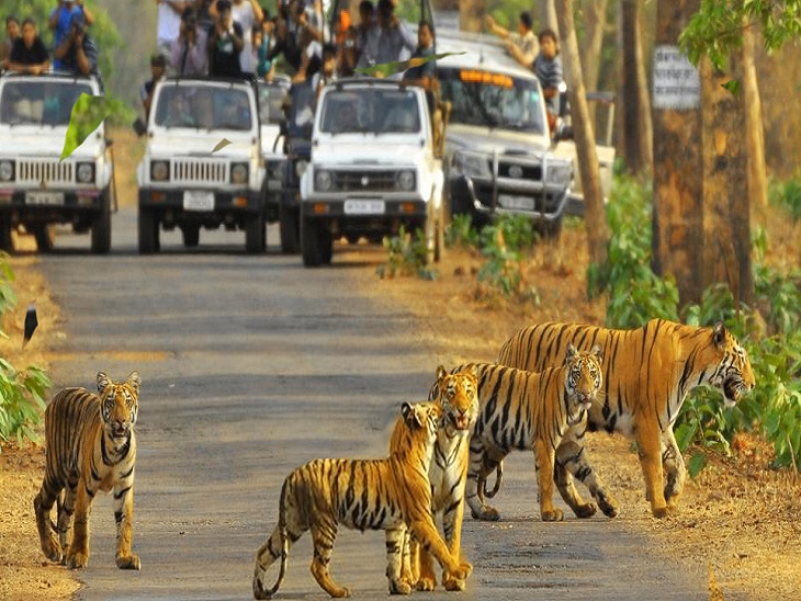 रणथंभौर के बाद सरिस्का (अलवर) में फलता-फूलता बाघों का कुनबा। सरिस्का 2005 में बाघ विहीन हो गया था, लेकिन रणथम्भौर से वहां भेजे टाइगर धीरे-धीरे पनपते रहे। आज वहां करीब 25 टाइगर हैं।