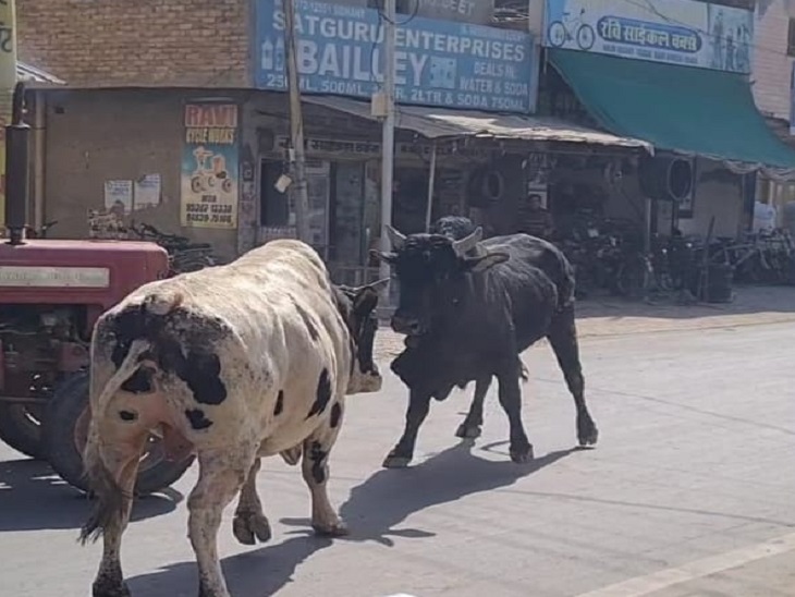 अबोहर में स्कूटी सवार को पशुओं ने मारी टक्कर 2 गणेश विहार कॉलोनी के पास सोनू की स्कूटी के सामने लड़ते हुए दो सांड अचानक सामने आ गए।