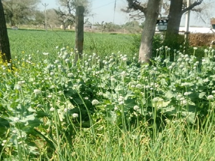 खेत में लगाए गए अफीम के पौधे। - Dainik Bhaskar