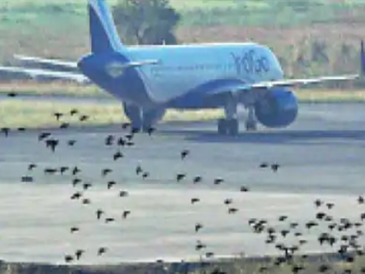 सूरत एयरपोर्ट के आसपास निजी और सरकारी जगह में सैकड़ों झींगा तालाब हैं।