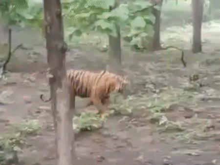 Tiger seen roaming in the forest of Kailashpur, has hunted many cattle | बाघ  की दहाड़ से थर्राया जंगल, भागे ग्रामीण VIDEO: कैलाशपुर फॉरेस्ट रेंज में  घूमता दिखा टाइगर, कई ...
