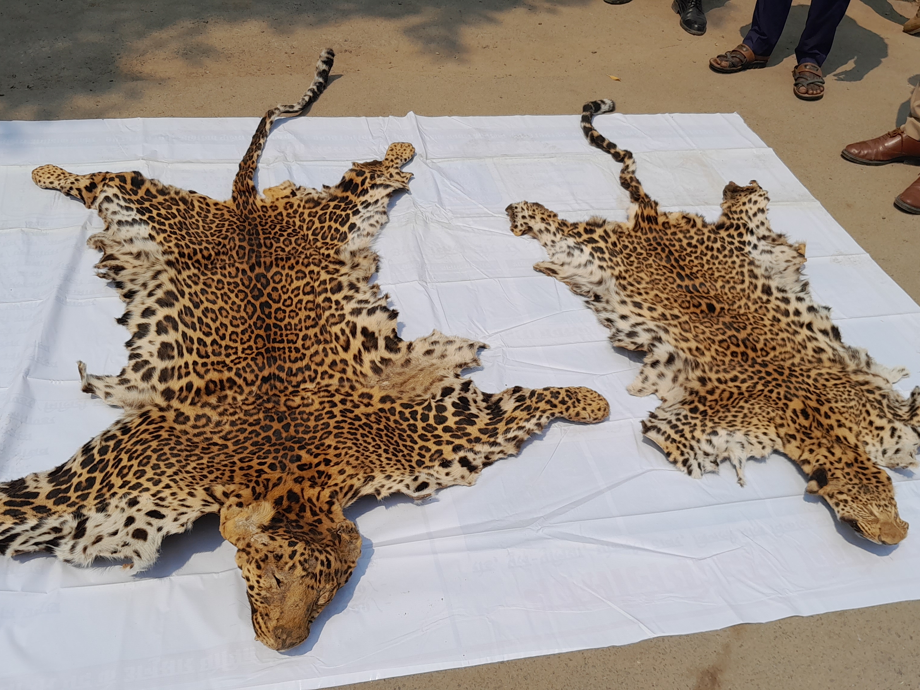 नर और मादा तेंदुओं की खाल।