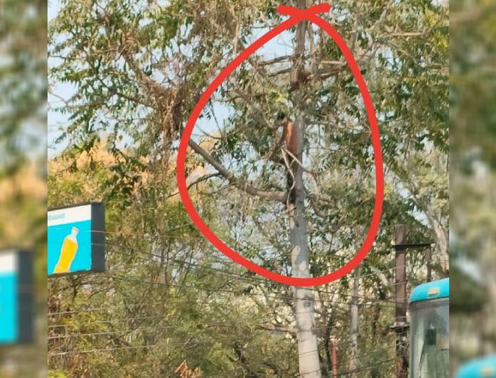 एमजीएम मेडिकल कॉलेज के बाहर पेड़ पर लटका युवक का शव।