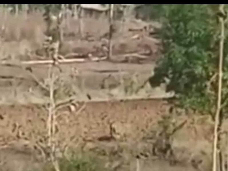 Tiger Crowd Crowd gathered to see Tiger, villager attacked and injured | बाघ के ...