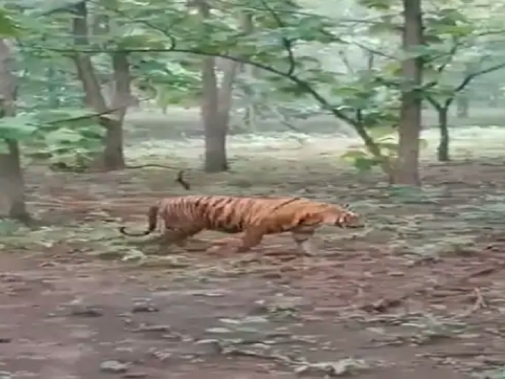 यह बाघ जिले के अलग-अलग इलाकों में धूमता नजर आया है। कई मवेशियों को भी मार चुका है।