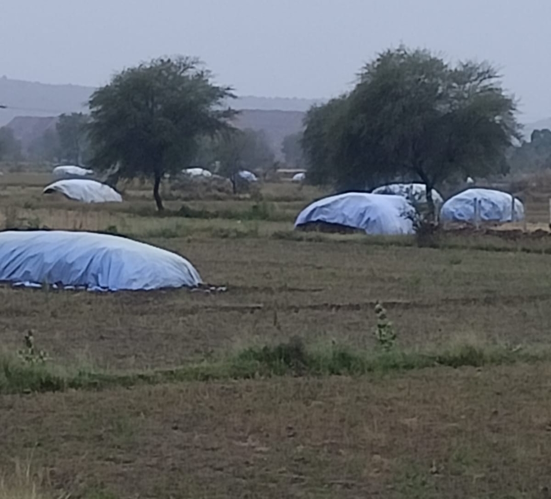 झालावाड़ में कटी फसल को बचाने के लिए किसानों ने तिरपाल से ढका।
