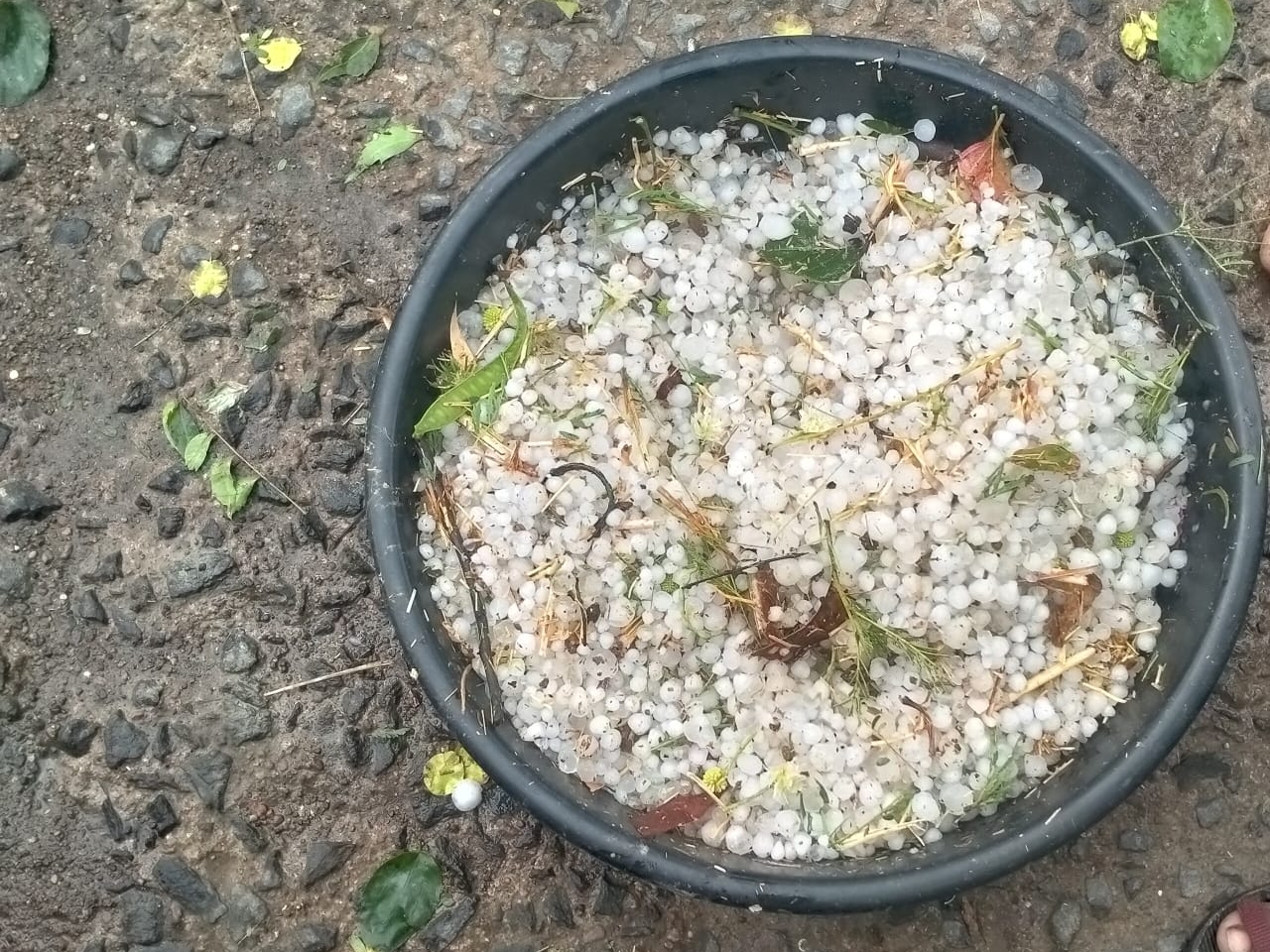 सागर जिले बीना में बेर के आकार के ओले गिरे।