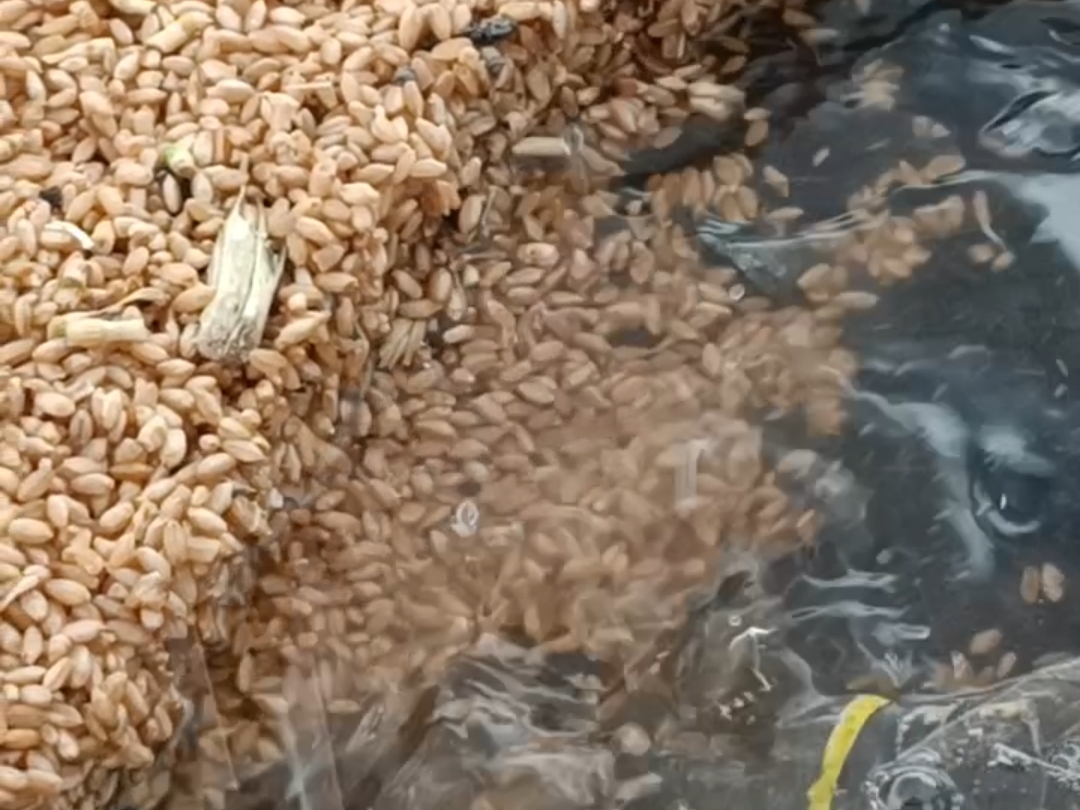 Thousands of quintals of grain kept in agricultural produce market got