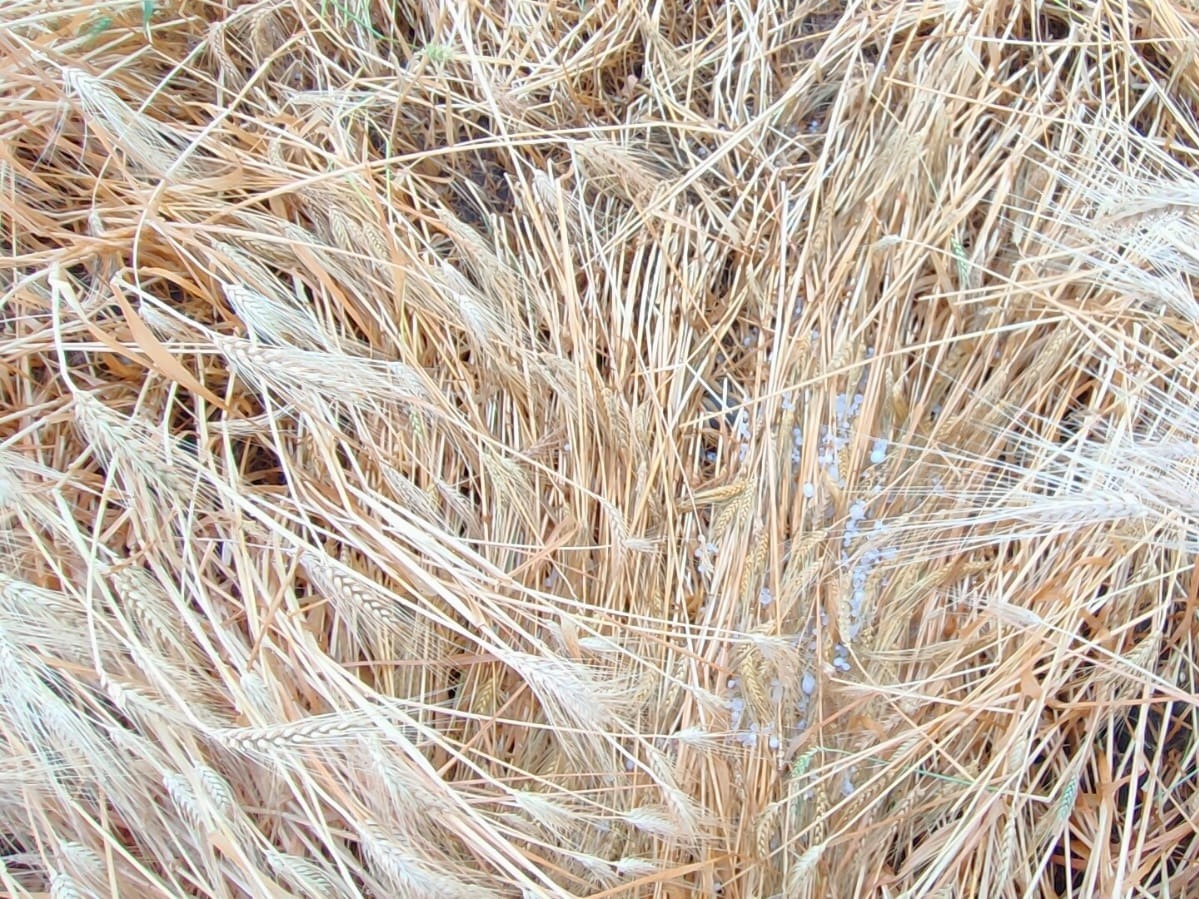 हरदा में तेज बारिश और ओलावृष्टि के कारण गेहूं की फसल खेत में ही बिछ गई।