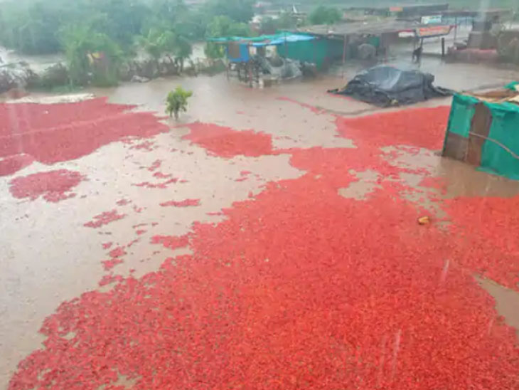 Heavy damage to crops due to rain in Gujarat, vegetables cost more than ...