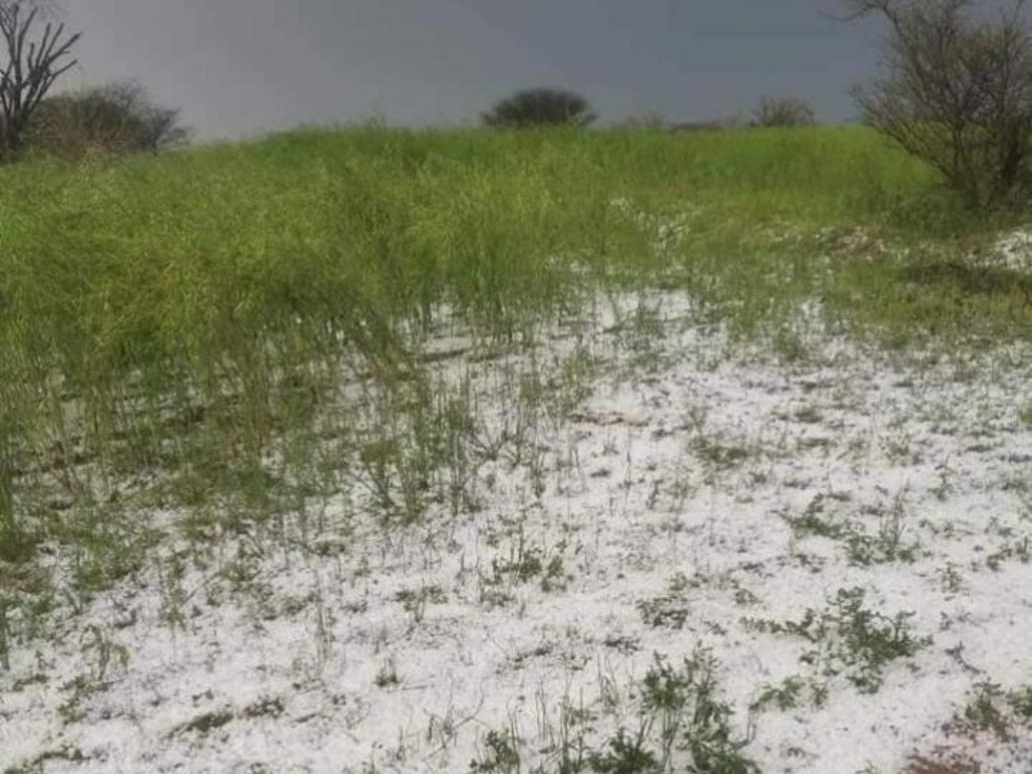 White sheet of snow covered Behror due to hailstorm, 60% loss in wheat ...