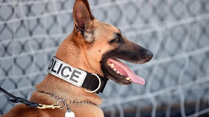 पुलिस चाहे तो पहले की तरह एक्सप्लोसिव्स का पता लगाने और ड्रग्स की सर्च में डॉग यूनिट का इस्तेमाल कर सकती है।