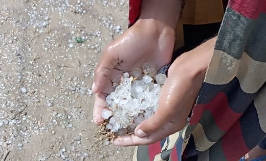 बेर की आकार के ये ओले फसल पर गिरे तो पूरी फसल को नष्ट कर दिया।