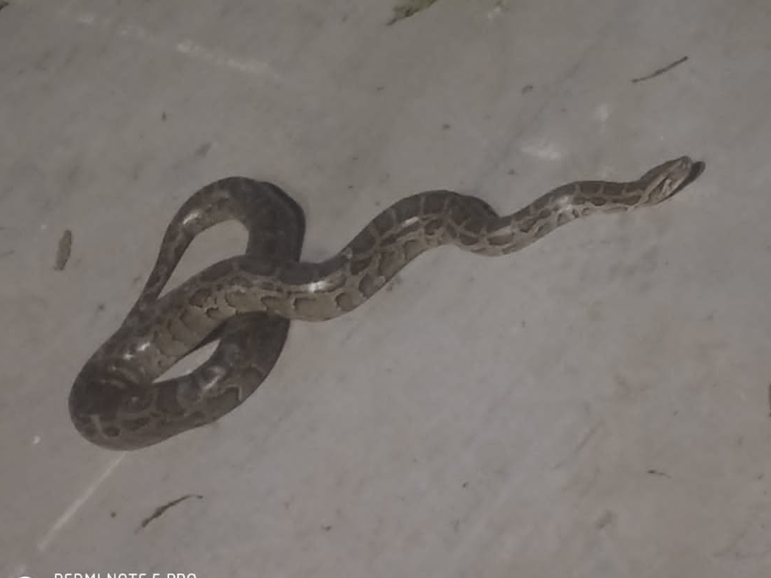 12 feet long python snake was caught and handed over to forest ...