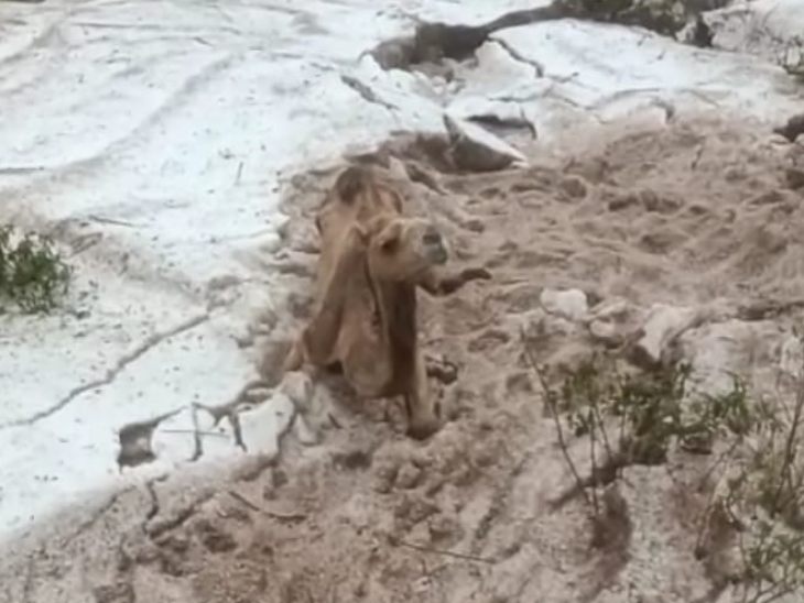 मालाखेड़ा के पास घर के बाहर इतने ओले गिरे की ऊंट ही फंस गया।